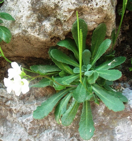 Arabis collina